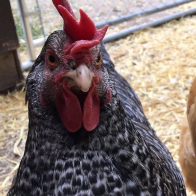 Profile Picture of Kelly West (@KellySewRad) on Twitter