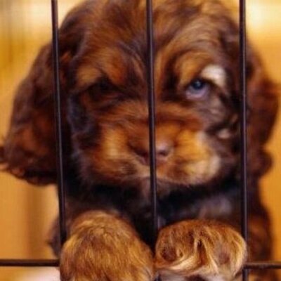 Profile Picture of Daniel Dildine (@Bozn) on Twitter