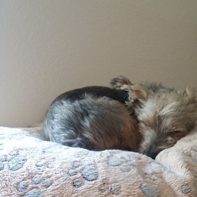 Profile Picture of Jolene Miller (@JoleneM23288888) on Twitter