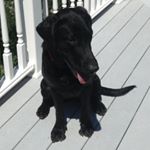 Profile Picture of Joseph Colletti (@joseph_colletti) on Instagram