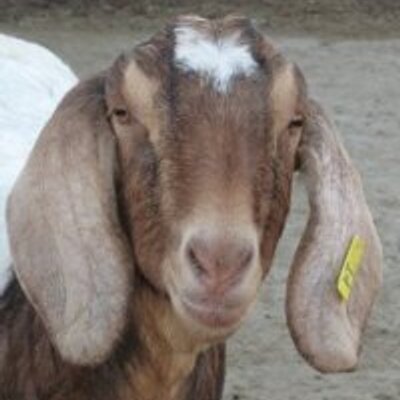 Profile Picture of Adam Lubin (@AdamLubin1) on Twitter