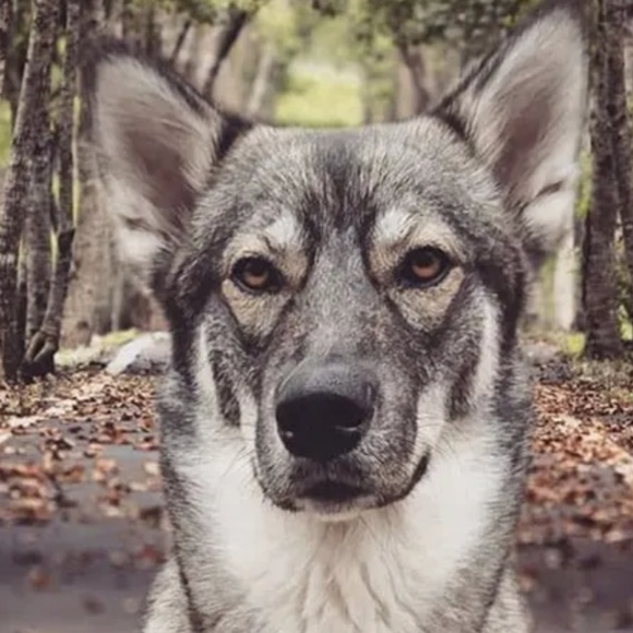 Profile Picture of Thomas Ramsdell (@thramsdell) on Poshmark