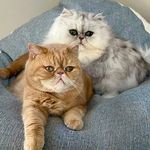 Profile Picture of 🇬🇧Persian Kitties Eric & Ollie (@eric_and_ollie_) on Instagram