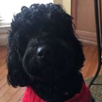 Profile Picture of Curry James (@curryjamesmoger) on Instagram