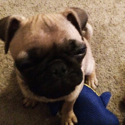 Profile Picture of raymond  pedrick (@pedrickrf) on Twitter