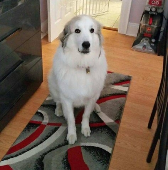 Profile Picture of Nancy Parisi favara (@favara12) on Poshmark