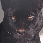 Max Charles - Youtube Profile Picture of Max Charles (@maxcharles6987) on Youtube