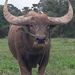 Profile Picture of Robert Gailey (@fords_r_hot) on Pinterest