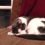 Profile Picture of Gioia Kennett (@gmk2016) on Instagram