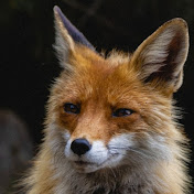 Profile Picture of Mohamed Foda (@mohamedfoda3131) on Youtube