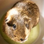 Profile Picture of Arden Heather Greer (@guinea_pigs0) on Instagram