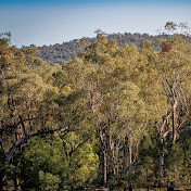 Profile Photo of Leard State Forest (@leardstateforest7407) on Youtube