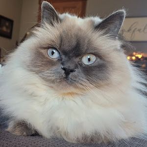 Profile Picture of danielledevault (@danielle.devault) on Tiktok
