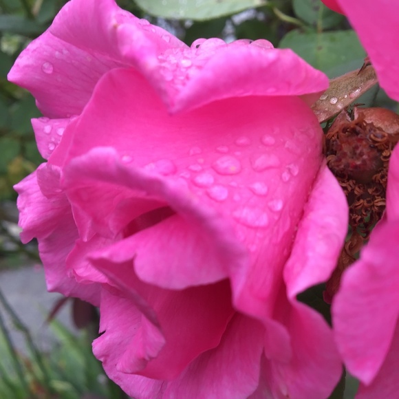 Profile Picture of Hannah Pilotte (@sunnylove78) on Poshmark