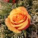 Profile Picture of Teresa Mahan-Etheridge (@tsimmon1) on Pinterest