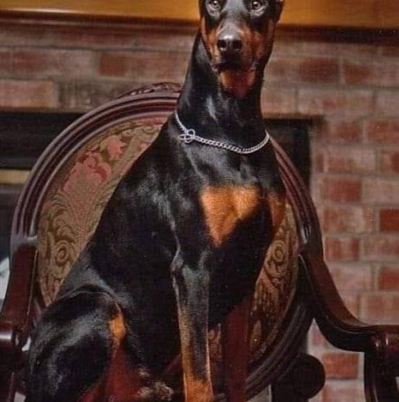 Hector Almaguer - Poshmark Profile Picture of Hector Almaguer (@hectoralmaguer) on Poshmark