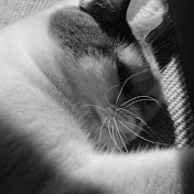 Profile Picture of Zachary Alger (@zacharyalger2302) on Youtube