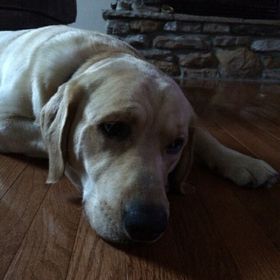 Profile Picture of Steven Aguiar (@aguiar170) on Pinterest