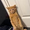 Profile Picture of Bruce the ginger cat 🐈 (@itzaxete) on Tiktok