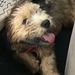 Profile Picture of Huxley Christopher (@huxleythewheaten) on Instagram