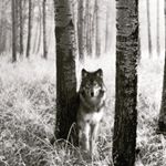 Profile Picture of tim satterfield (@arya_chula_blue) on Instagram