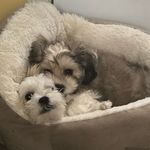 Profile Picture of Crystal Lora (@crisla77) on Instagram