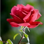 Profile Picture of Robin Akter (@Robin-Akter) on Facebook