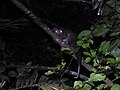 Profile Picture of Daintree River ringtail possumon Wikipedia