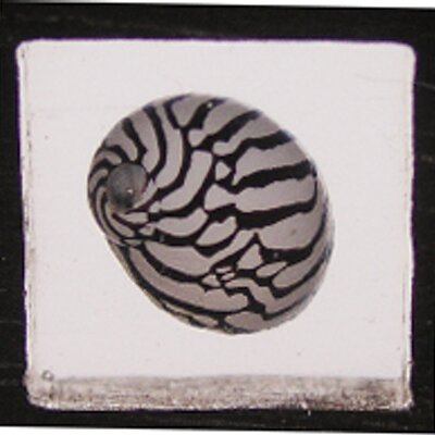 Profile Picture of Barry Swerdlow (@silverebony) on Twitter