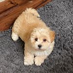Profile Picture of Theodore Castro Mendieta (@mr._theo_) on Instagram