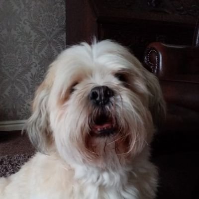 Profile Picture of Steads (@KevinSteadman1) on Twitter