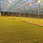 Profile Picture of Joseph Giannino Co (@josephgianninoco) on Instagram