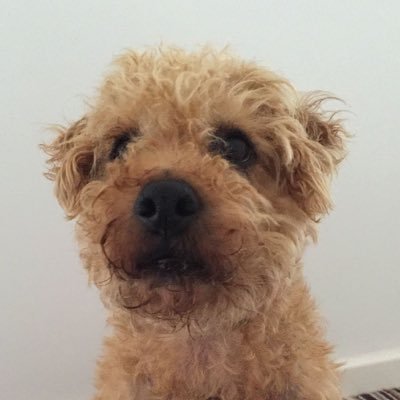 Profile Picture of Alex Pickard (@alexjpickard) on Twitter