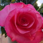 Profile Picture of Diane Marshall Scarponi (@dianescarponi) on Instagram