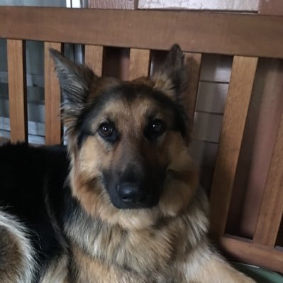 Profile Picture of Roger Scott (@ScottRegblue57) on Twitter