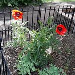 Profile Picture of Carol Ackerberg (@carol.ackerberg) on Instagram