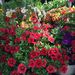 Profile Picture of Danielle Conwell (@hsfarmmom) on Pinterest