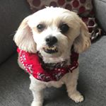 Profile Picture of Andrew Foster (@alexzanderchambers) on Instagram