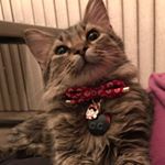Profile Picture of Wade Lisa Matteson (@mattesonwade) on Instagram