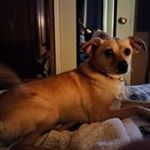 Profile Picture of Debbie A Swansinger (@debbieswansinger) on Instagram