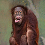 Profile Picture of Peter Butter (@karel-3286) on Flickr