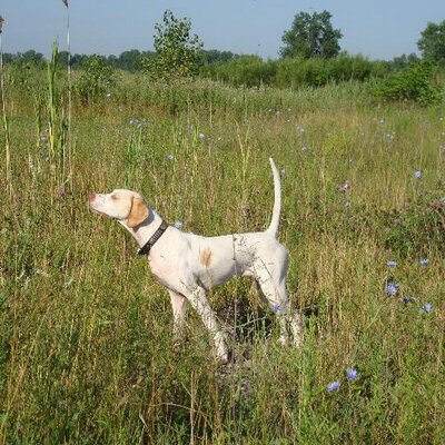 Profile Picture of Daniel A. McClellan (@ElkhornDan) on Twitter