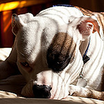Profile Picture of Joseph Gallegos (@Joseph Gallegos) on Flickr