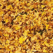 Profile Picture of Mehrdad Yazdani (@drmehrdadyazdani) on Youtube