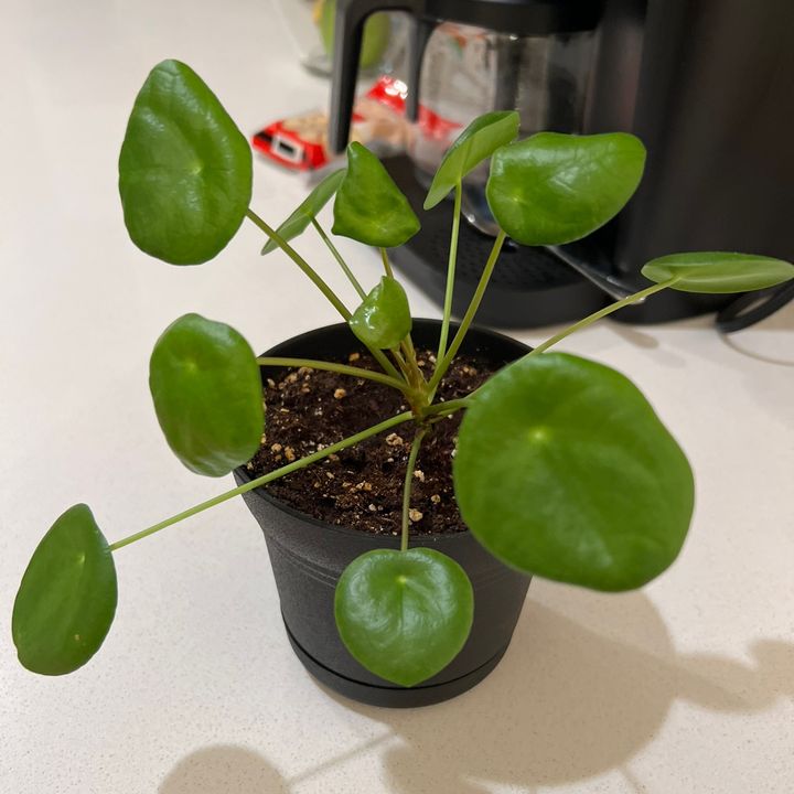 Profile Picture of AprilM (@aprilm648) on Tiktok