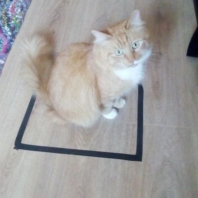 Profile Picture of Dan Snowdon (@RoGleeda) on Twitter