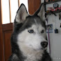 Profile Picture of Jeffery Hancock (@@ILoveWolves14) on Tiktok