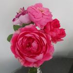 Profile Picture of Ivy Rose Tolentino (@ivy.tolentino.7545) on Instagram