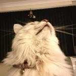 Profile Picture of Richard whiteley (@whiteley.richard) on Instagram