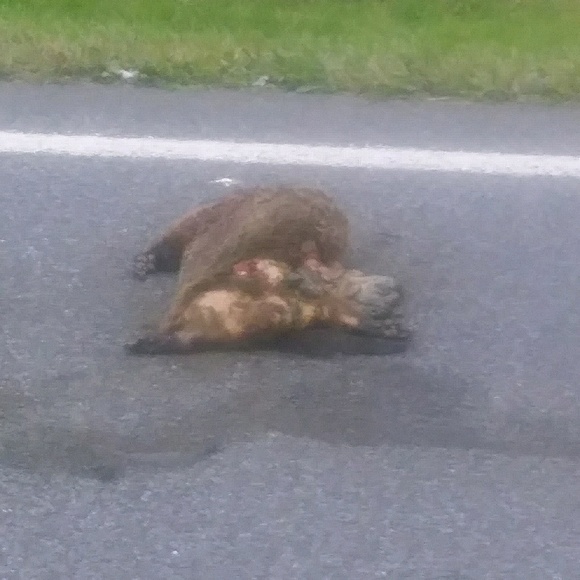 Profile Picture of Tamora Hausfeld (@tamorah58) on Poshmark